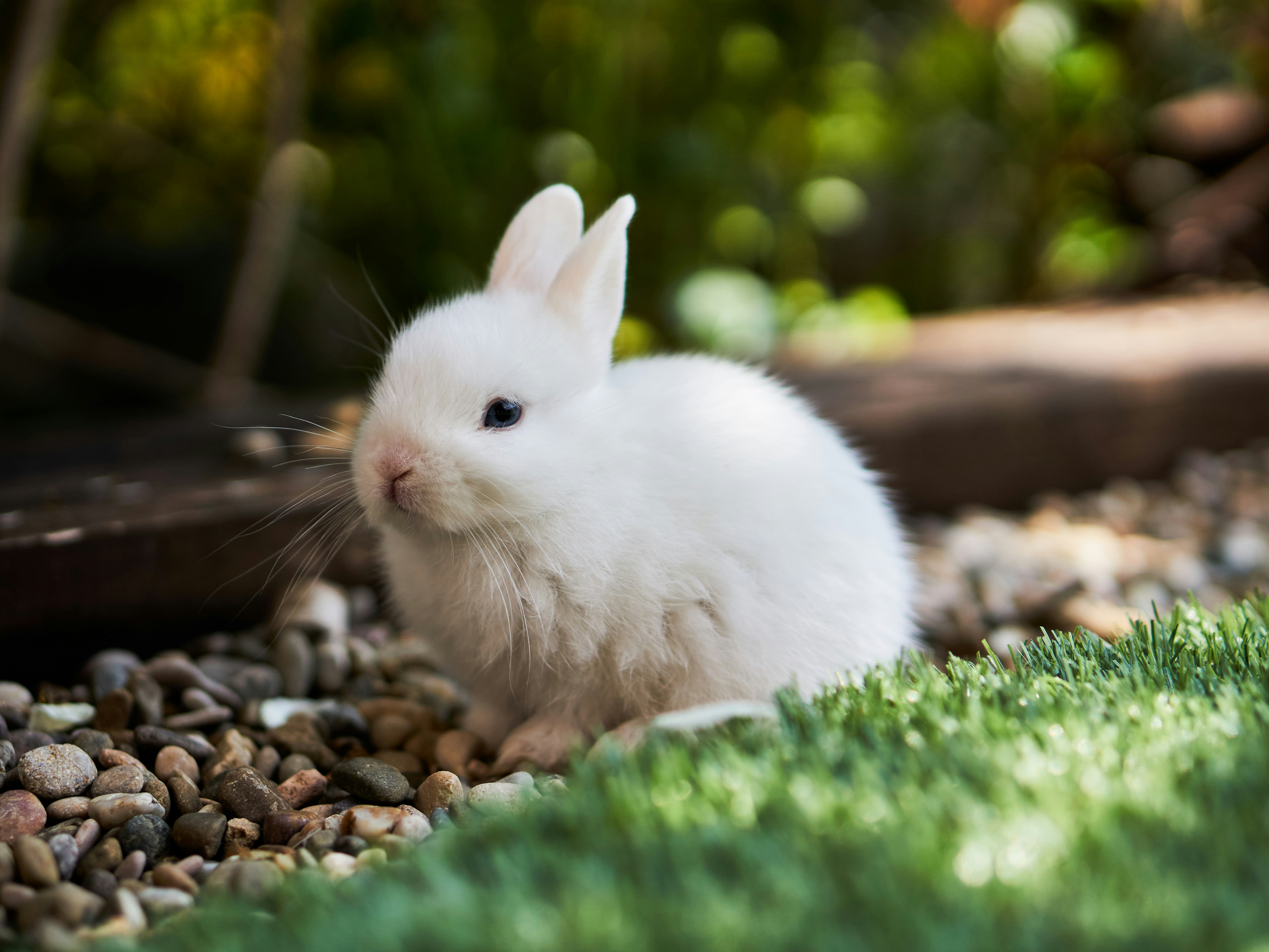 • Garden hopping time
