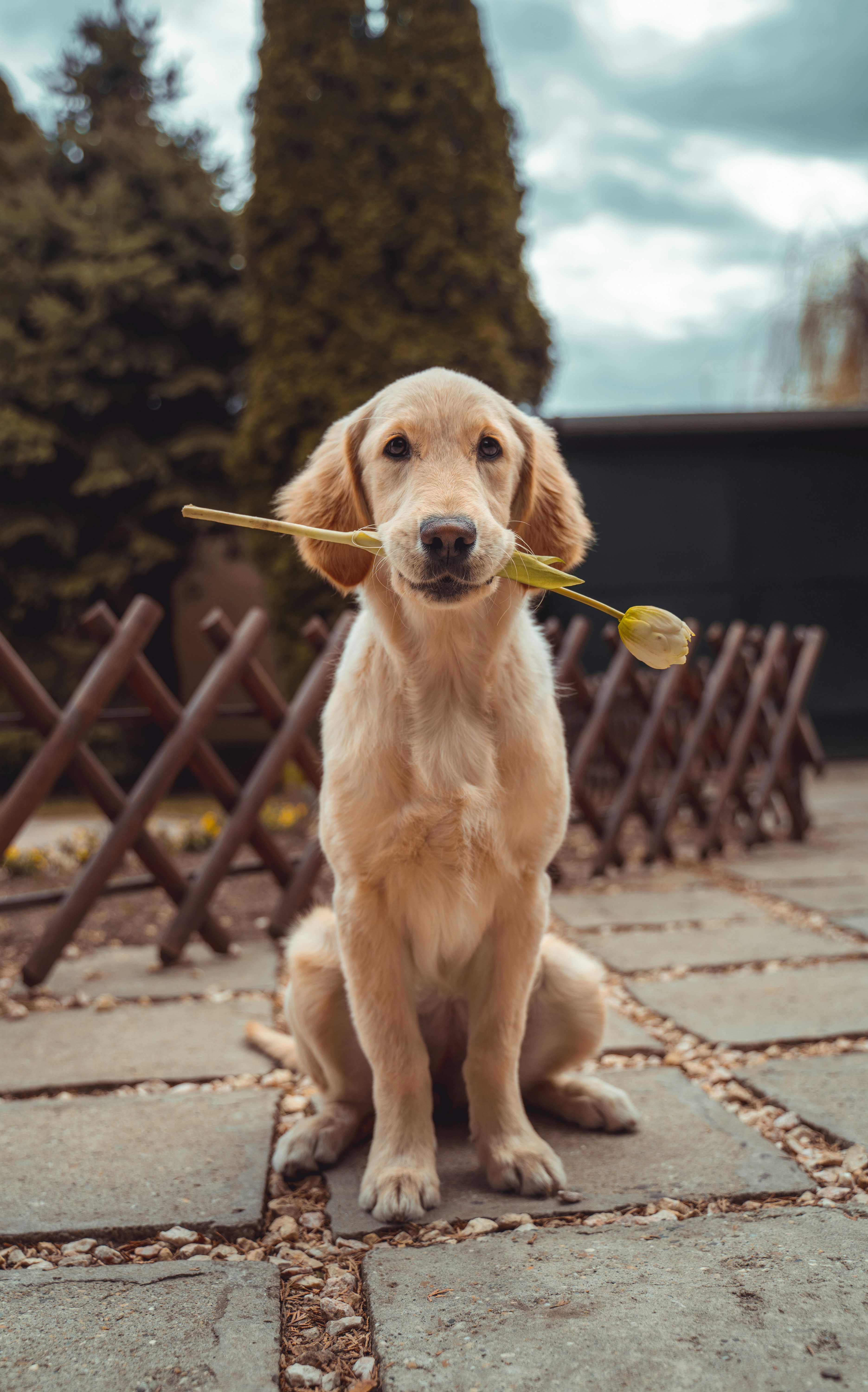 First day at home