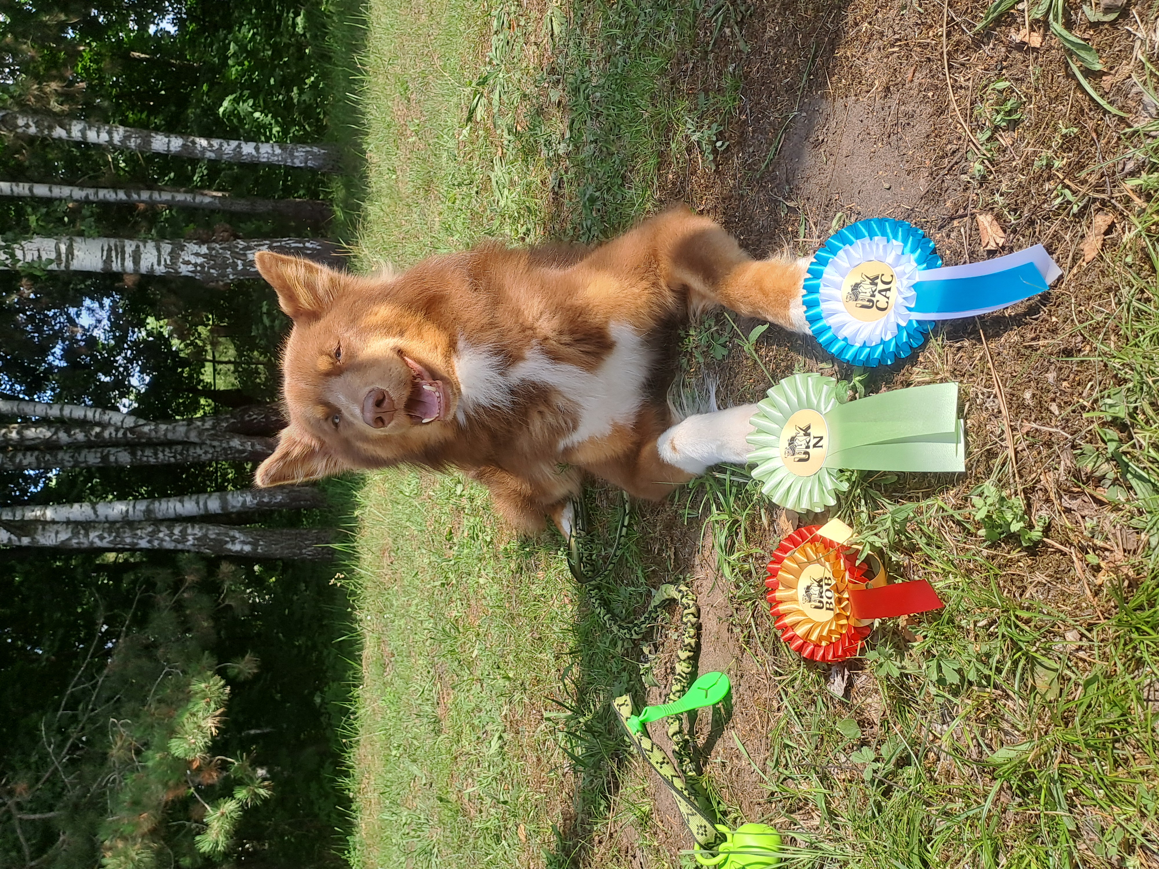 The first day didn’t go quite as planned, but we came back stronger on day two and won the title we were aiming for!   Three medals, one very happy dog, and a wonderful weekend spent together as a family.